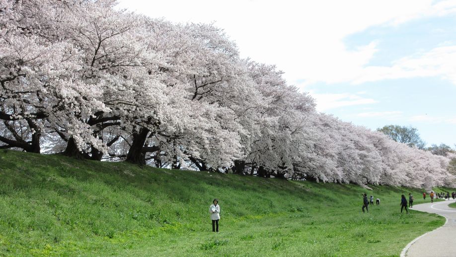 桜の名所背割桜